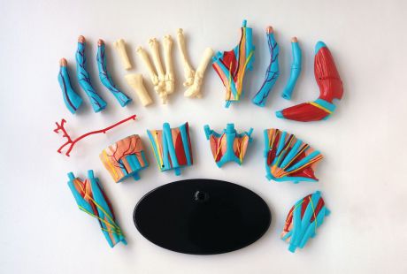Набор для опытов и экспериментов Edu-Toys Education "Анатомический набор: кисть"