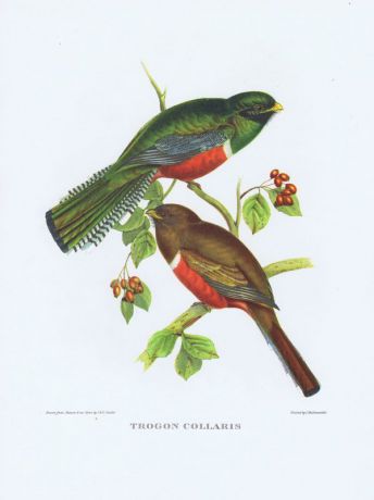 Тропические птицы. Ошейниковый трогон. Офсетная литография. Англия, Лондон, 1964 год