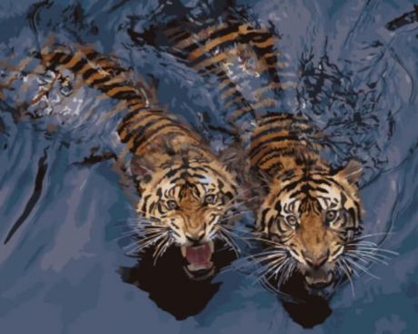 Картина по номерам Цветной "Мощные тигры в воде" 40х50см