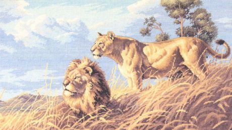 Набор для вышивания Dimensions "Африканские львы", 46 см х 25 см