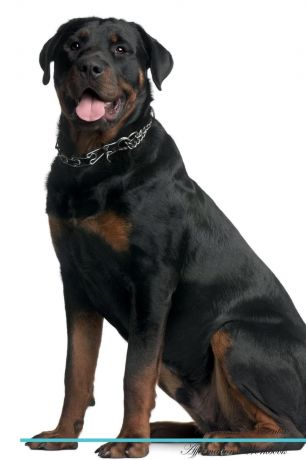 Live Positivity Rottweiler Affirmations Workbook Rottweiler Presents. Positive and Loving Affirmations Workbook. Includes: Mentoring Questions, Guidance, Supporting You.