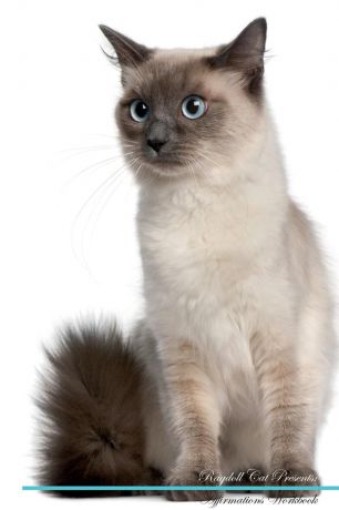 Live Positivity Ragdoll Cat Affirmations Workbook Ragdoll Cat Presents. Positive and Loving Affirmations Workbook. Includes: Mentoring Questions, Guidance, Supporting You.