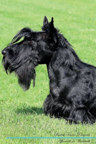 Live Positivity Scottish Terrier Affirmations Workbook Scottish Terrier Presents. Positive and Loving Affirmations Workbook. Includes: Mentoring Questions, Guidance, Supporting You.