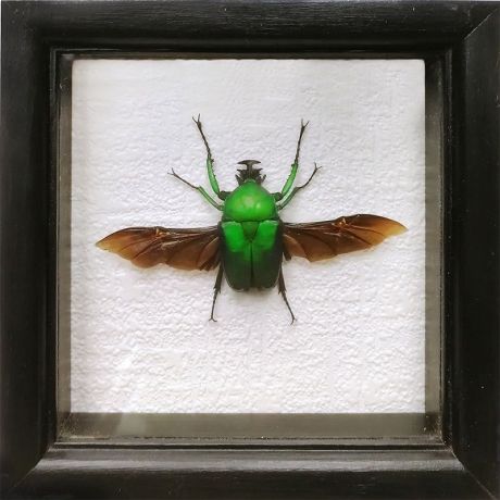 Панно FLORS Жук № 910-1 (Dicronorhina micans зеленый, Конго)
