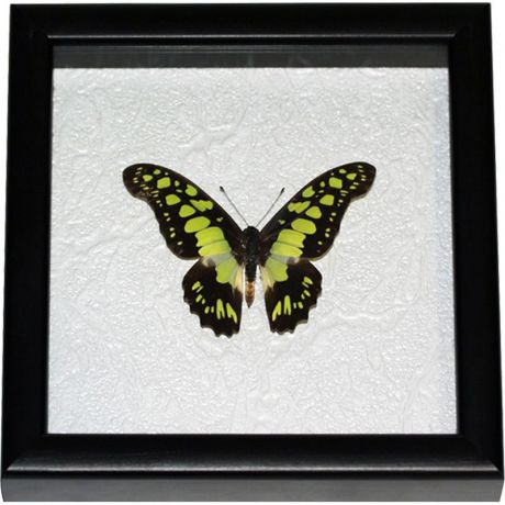 Бабочка в рамке № 944 (Graphium tynderaeus, Африка)