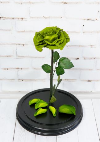 Роза в Колбе 5. Высота 33 см, диаметр 20 см, цвет Олив Грин