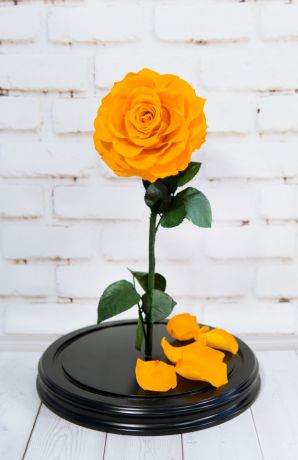 Роза в Колбе 5. Высота 33 см, диаметр 20 см, цвет Пав Пав