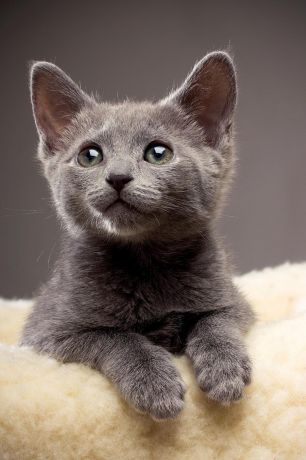 Cute Kitty Russian Blue Cat Notebook & Journal. Productivity Work Planner & Idea Notepad. Brainstorm Thoughts, Self Discovery, To Do List