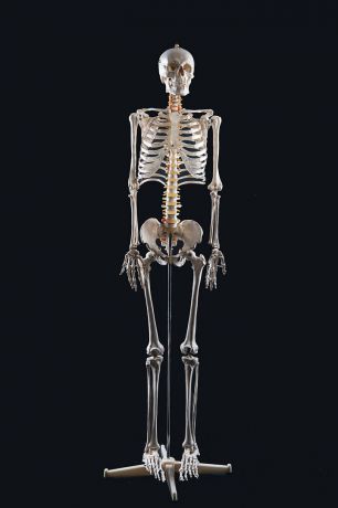 Набор для моделирования Good Анатомическая модель Скелета человека