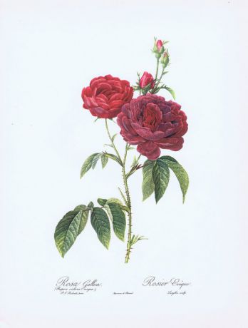 Гравюра Пьер-Жозеф Редуте Галльская роза. Офсетная литография. Англия, Лондон, 1963 год