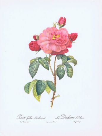 Гравюра Пьер-Жозеф Редуте Орлеанская роза. Офсетная литография. Англия, Лондон, 1963 год