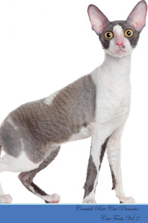 Kitty Loving Cornish Rex Cat Presents. Cat Facts Workbook. Cornish Rex Cat Presents Cat Facts Workbook with Self Therapy, Journalling, Productivity Tracker with Self Therapy, Journalling, Productivity Tracker Workbook. Includes: Space for Notes, To Do Lists, B...
