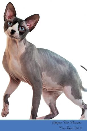 Kitty Loving Sphynx Cat Presents. Cat Facts Workbook. Sphynx Cat Presents Cat Facts Workbook with Self Therapy, Journalling, Productivity Tracker with Self Therapy, Journalling, Productivity Tracker Workbook. Includes: Space for Notes, To Do Lists, Brainstorms...