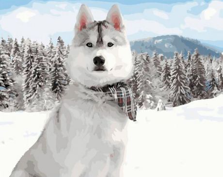 Картина по номерам Paintboy Original "Белый хаски в снегу" 40х50см
