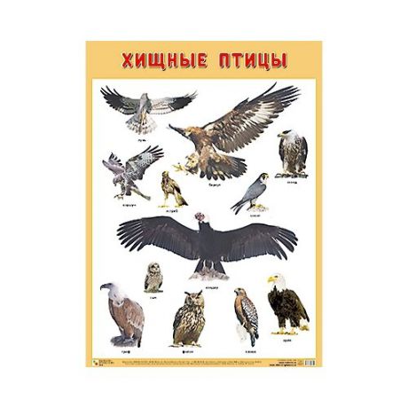 Плакат Мозаика-Синтез Хищные птицы