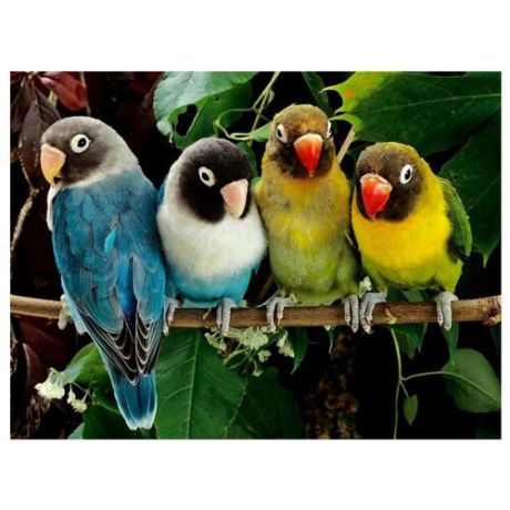 Color Kit Картина по номерам "Волнистые попугайчики" 30х40 см (KS008)