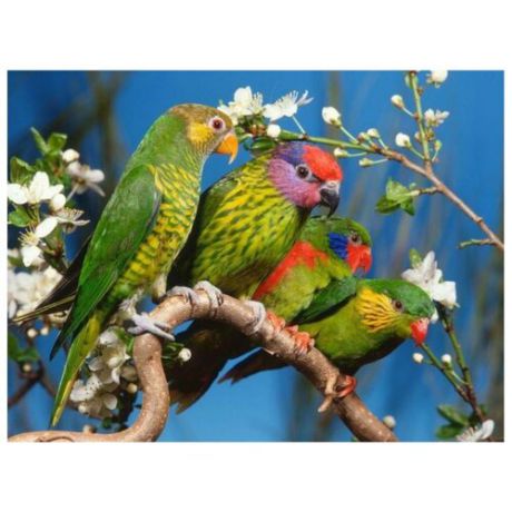 Color Kit Картина по номерам "Волнистые попугаи" 30х40 см (KS047)