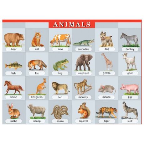 Животные. Наглядное пособие по английскому языку