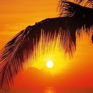 Фотообои Komar Palmy Beach Sunrise (0,92х2,2 м) (2-1255)