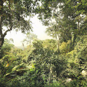 Фотообои Komar Dschungel (3,68х2,48 м) (XXL4-024)
