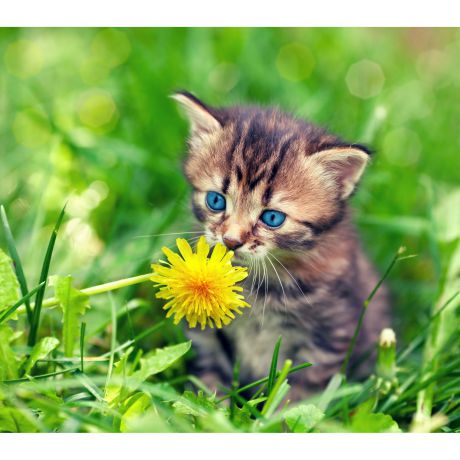 Картина на холсте «Котёнок и цветок» 30х30 см