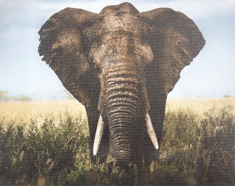 Картина на холсте «Слон» 40х50 см