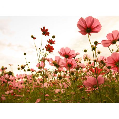 Фотообои флизелиновые «Полевые цветы» 370х270 см