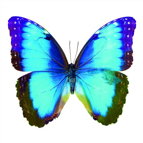 Фотообои флизелиновые «Бабочка» 200х200 cм