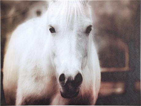 Картина на холсте «Белая лошадь» 30х40 см