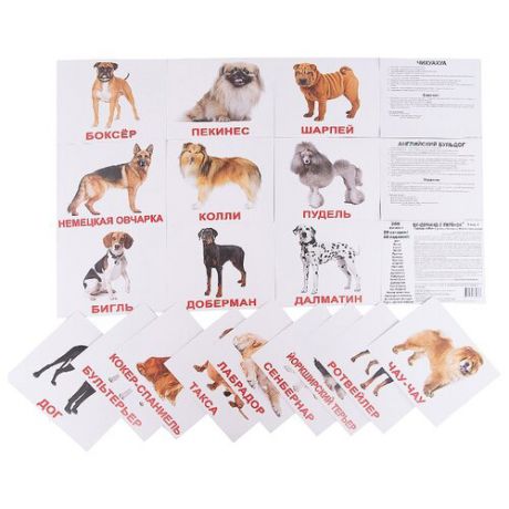 Набор карточек Вундеркинд с пелёнок Породы собак 19.5x16.5 см 20 шт.