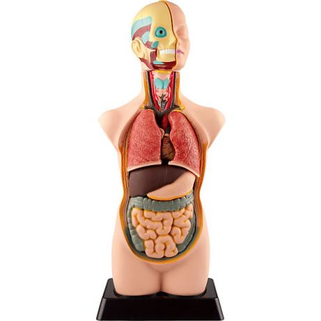 Edu-Toys Анатомия человеческого тела EDU-TOYS
