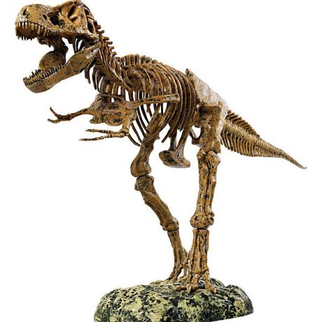 Edu-Toys Набор скелет динозавра 91см, Edu-Toys