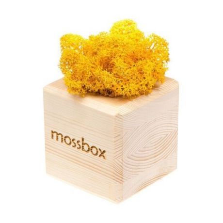 Композиция "MossBox wooden yellow cube"
