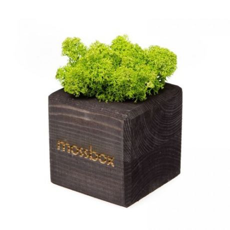 Композиция "MossBox black green cube"
