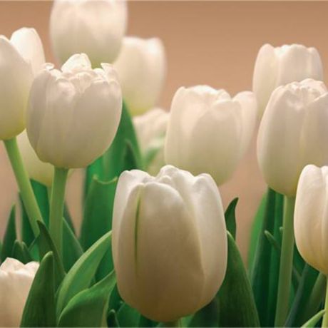 Фотообои (бумажные) Белые тюльпаны (294х201) 9л