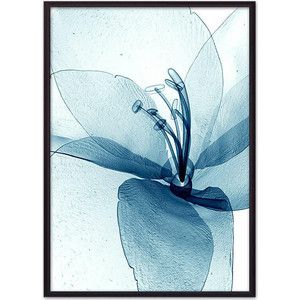 Постер в рамке Дом Корлеоне Прозрачный цветок 50x70 см