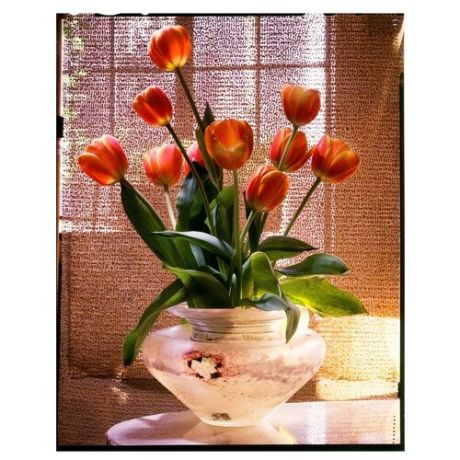 Рыжий кот Картина по номерам "Тюльпаны в прозрачной вазе" 40х50 см (Х-3686)