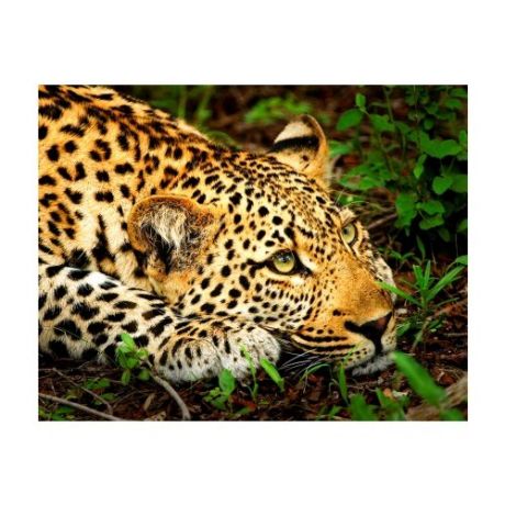 Рыжий кот Картина по номерам "Затаившийся леопард" 30х40 см (Х-9104)
