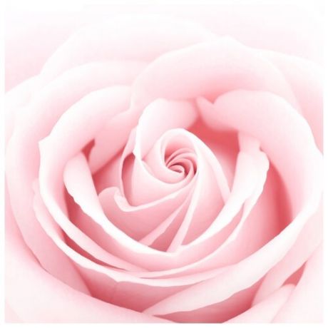 Картина Ekoramka Светлая роза