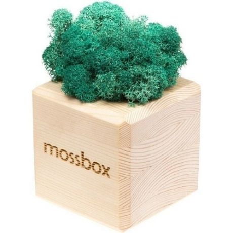 Композиция "MossBox wooden moray cube"