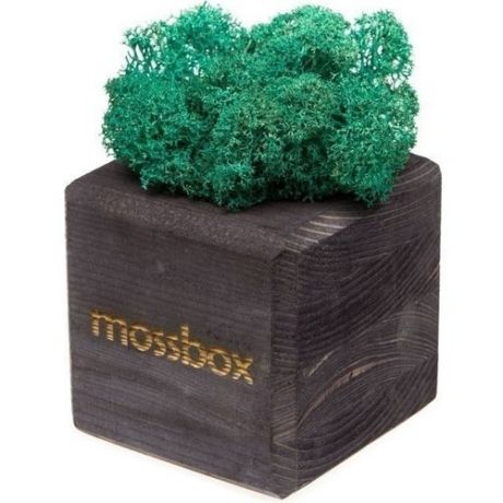 Композиция "MossBox black moray cube"