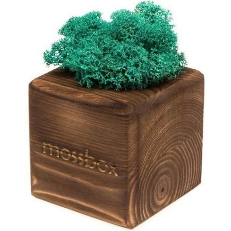 Композиция "MossBox fire moray cube"