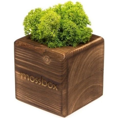 Композиция "MossBox fire green cube"