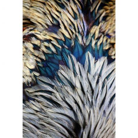 Картина на стекле «Перо» 40x60 см цвет белый/голубой