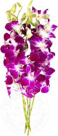 Орхидеи букет 5шт в ассортименте