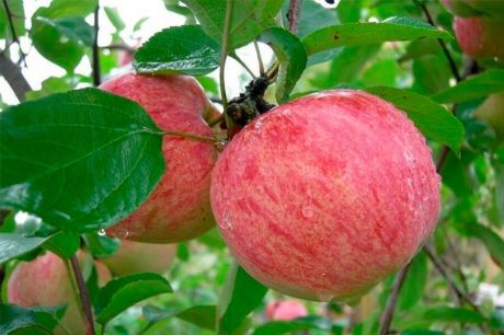 Яблоня «Летнее полосатое» 3-5 л высота 100-180 см