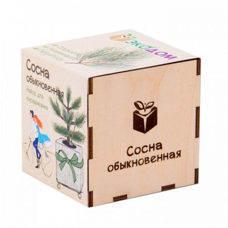 Наборы для выращивания Kawaii Factory Подарочный набор для выращивания в кубике ЭкоДом Сосна обыкновенная