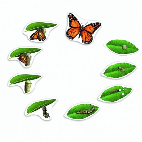 Раннее развитие Learning Resources Развивающая игрушка Жизненный цикл бабочки магнитный