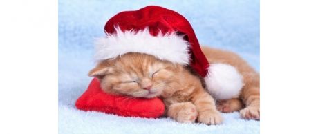Картины по номерам Рыжий кот Картина по номерам Спящий новогодний котенок 40х50 см