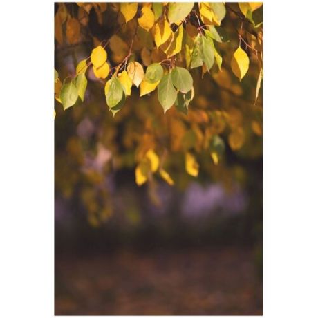 Виниловый фотофон портретный 100*150 см "Осень"